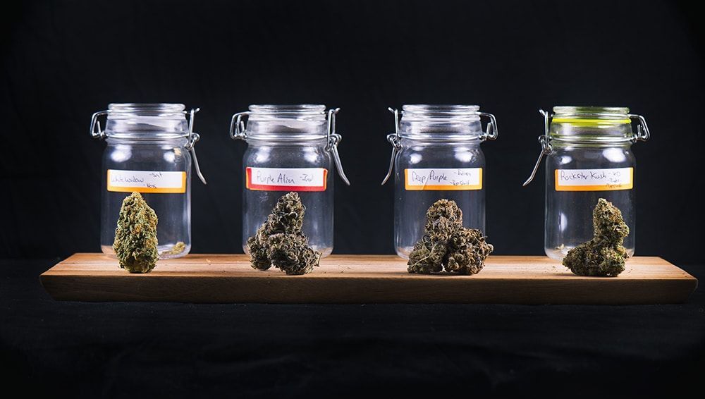 cannabis buds