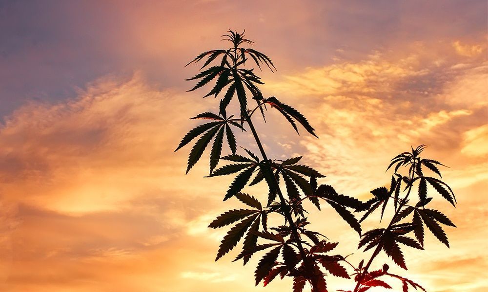 cannabis