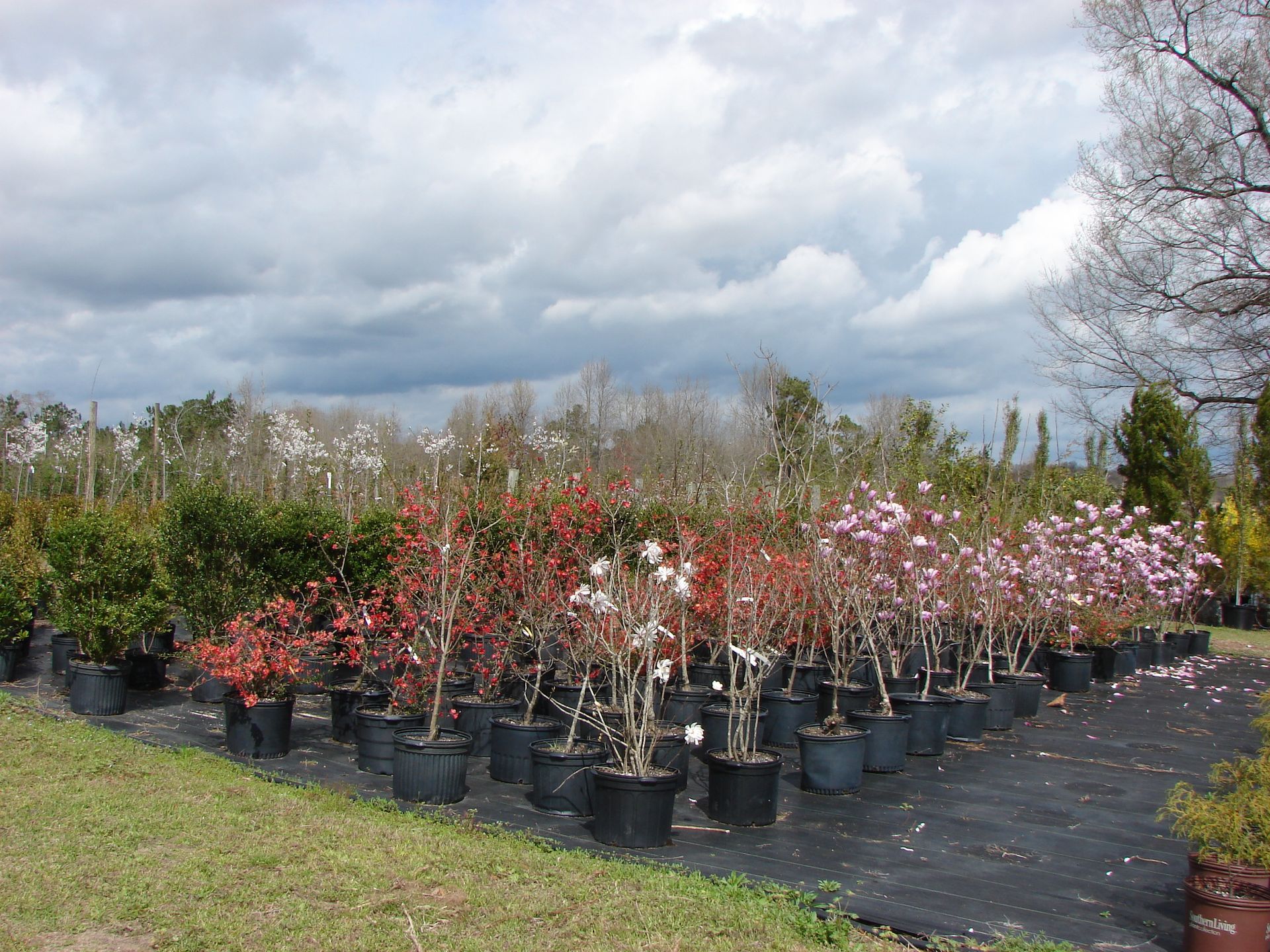 a row of potted plants in a garden with a cloudy sky in the background