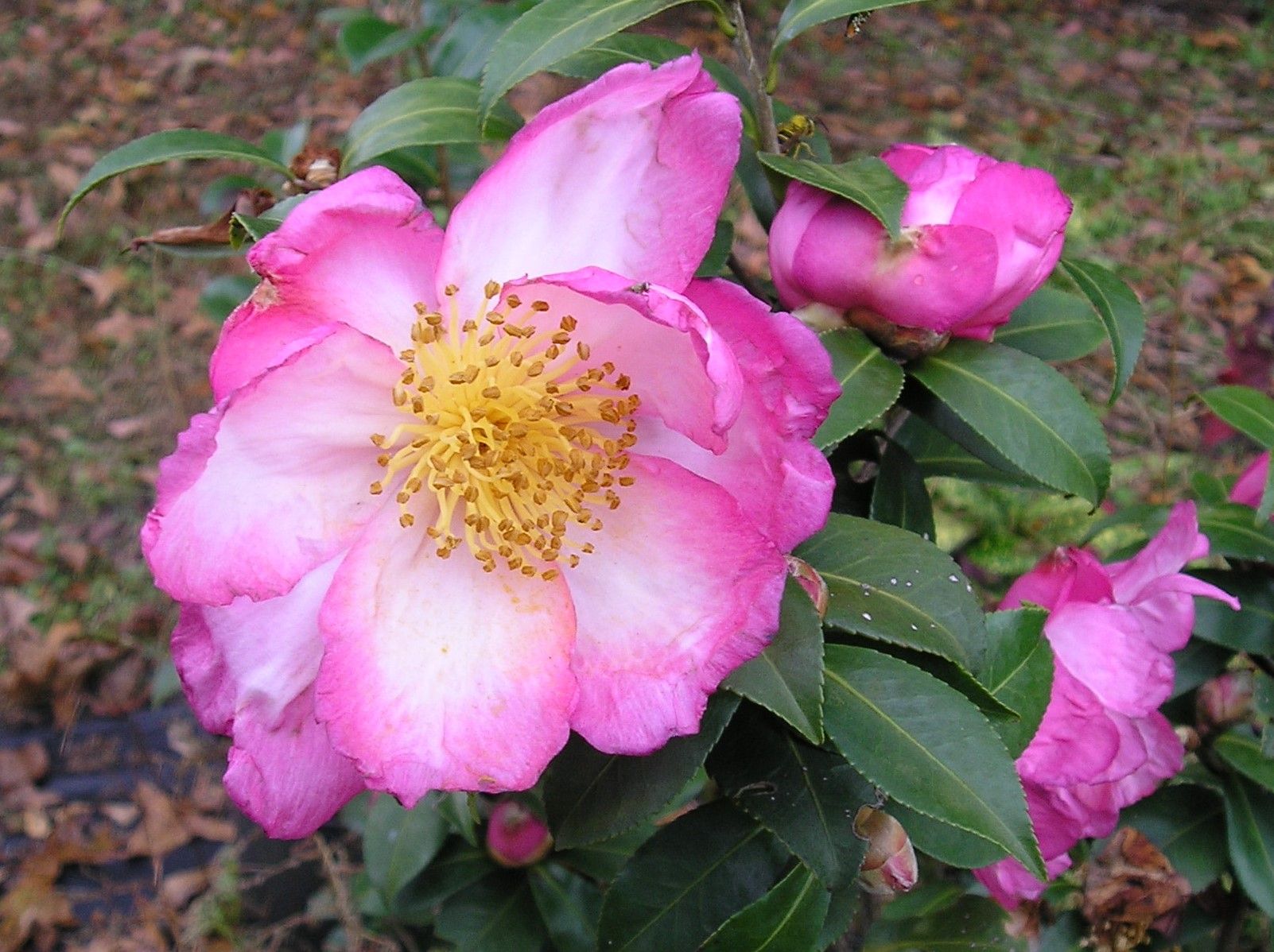 a close up of a pink and white flower with a yellow pollen