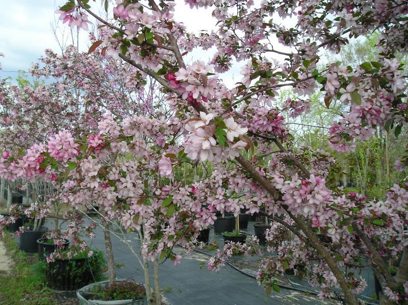 nursery plants