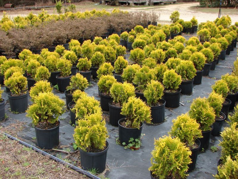 a bunch of yellow plants in black pots