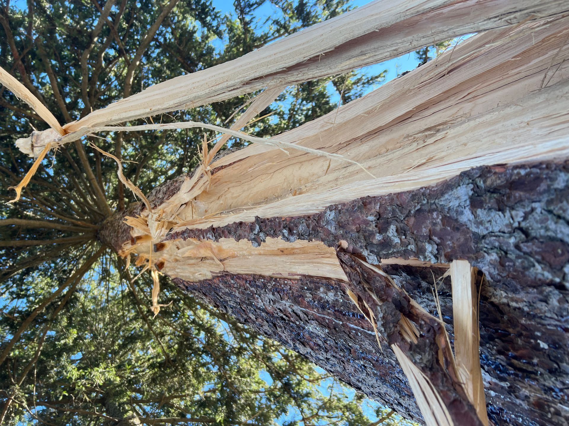 Tree Strucked By Lightning | Toledo, OH | All Seasons Tree Care