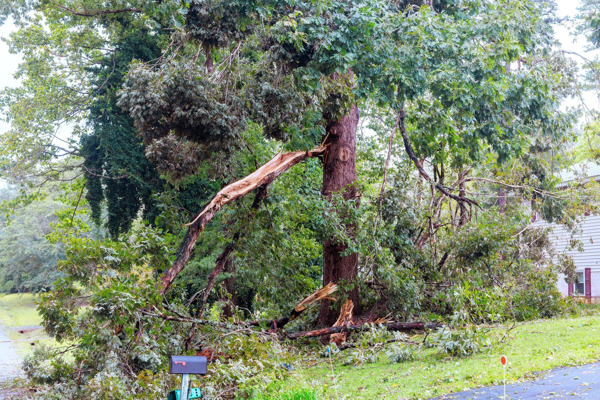 A large branch has fallen from a tree, partially blocking a residential pathway.
