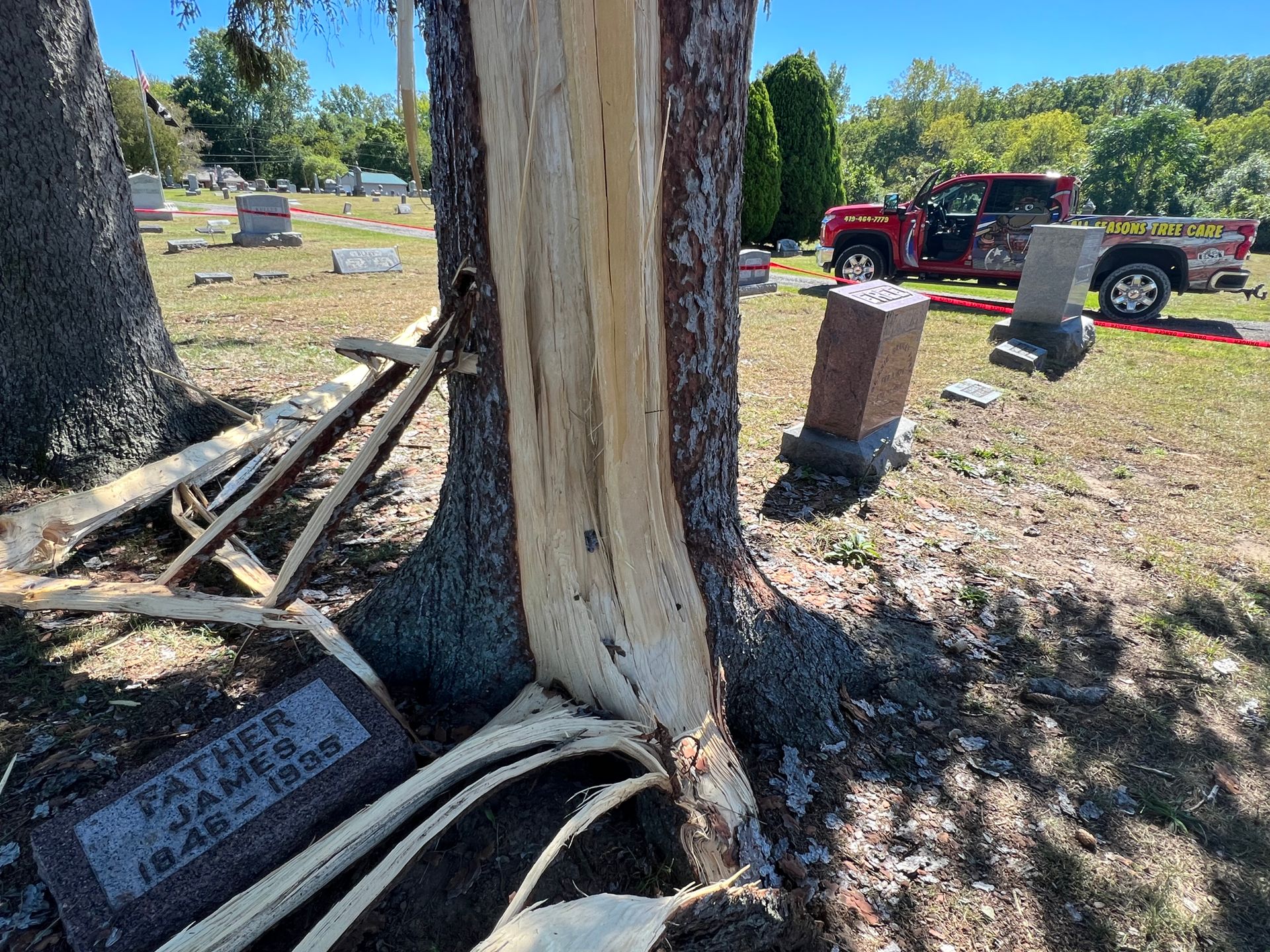 Standing Tree Strucked By Lightning