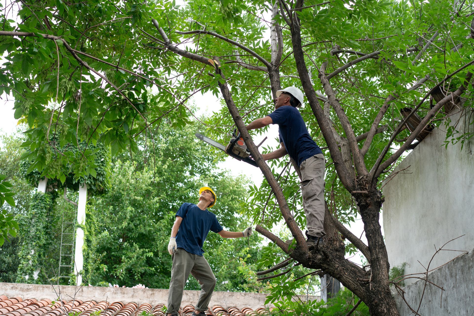Specialist trimming a tree on top of a roof in a private garden.