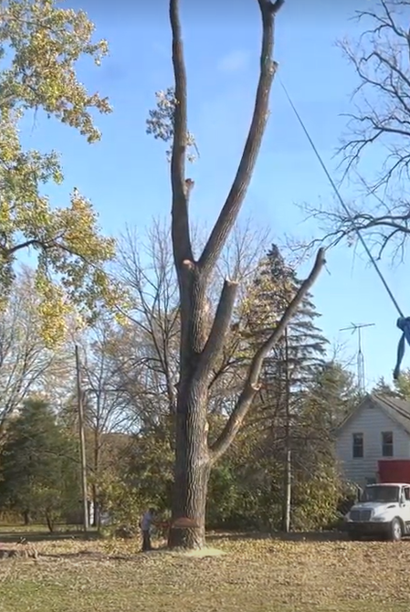 An arborist uses a chainsaw at the base of a partially trimmed tree in a residential yard near a truck.