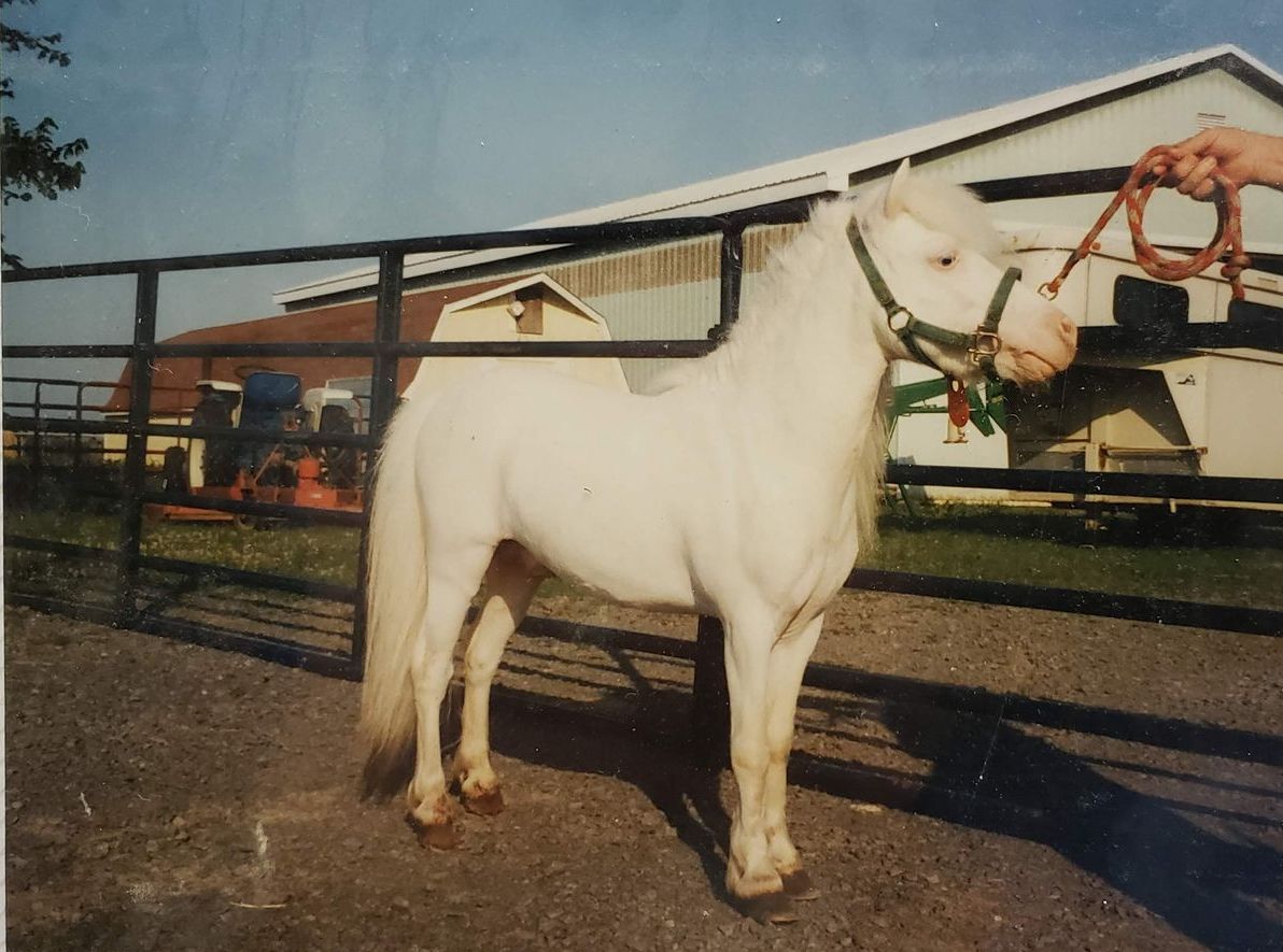 White horse wearing a green halter, being held by a person, in a fenced area next to a barn.