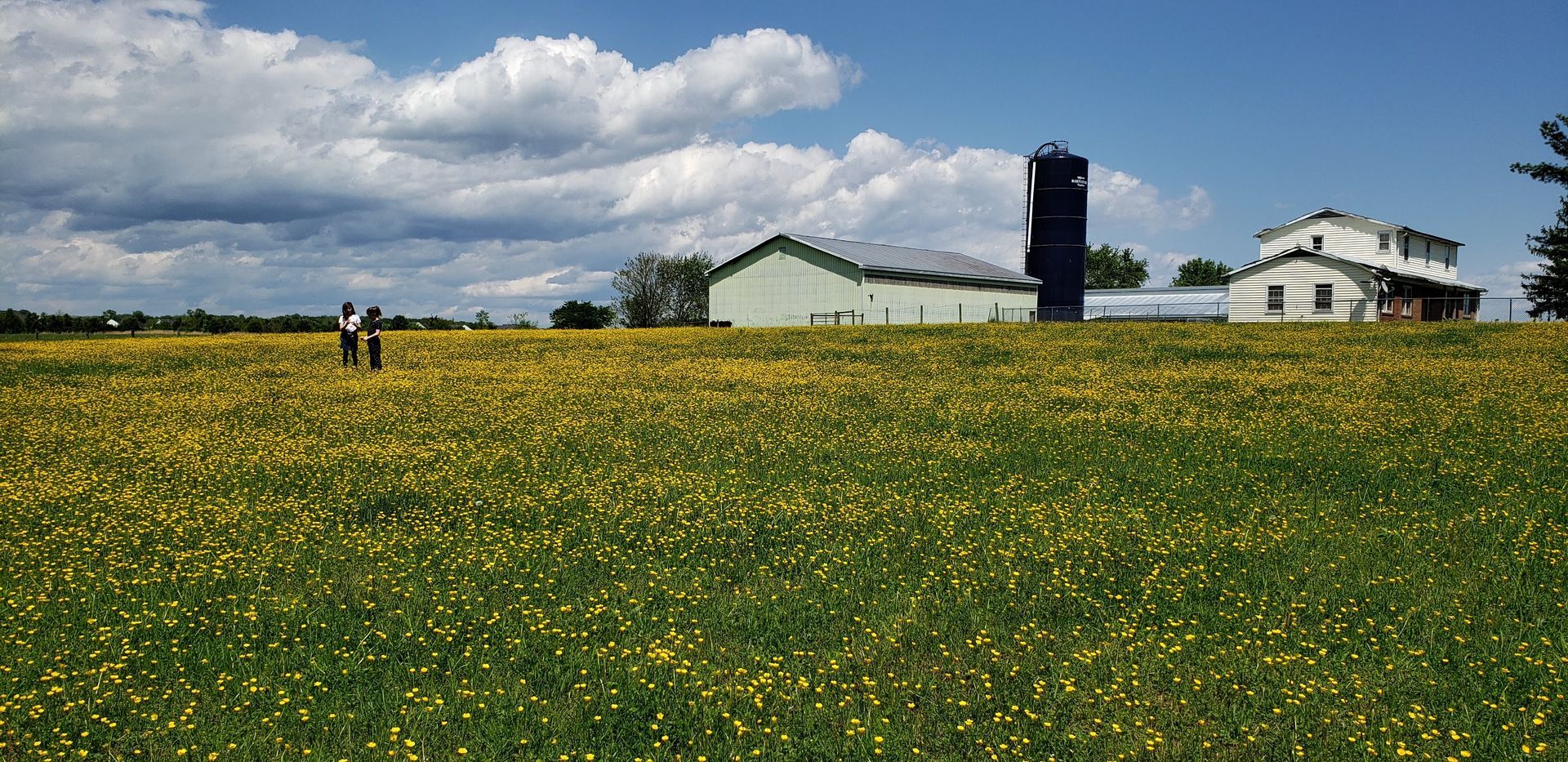 Field of yellow flowers with a farm in the background. Two figures stand in the field under a cloudy sky.