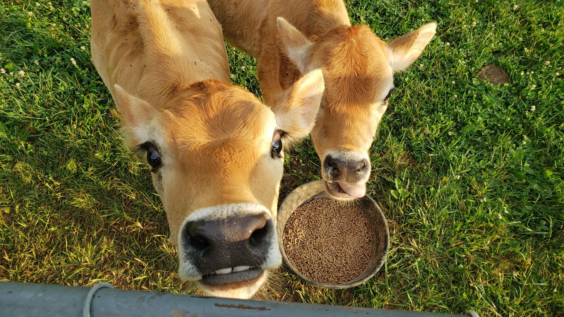 Two tan calves eating from a metal bowl, green grass, sunny day.