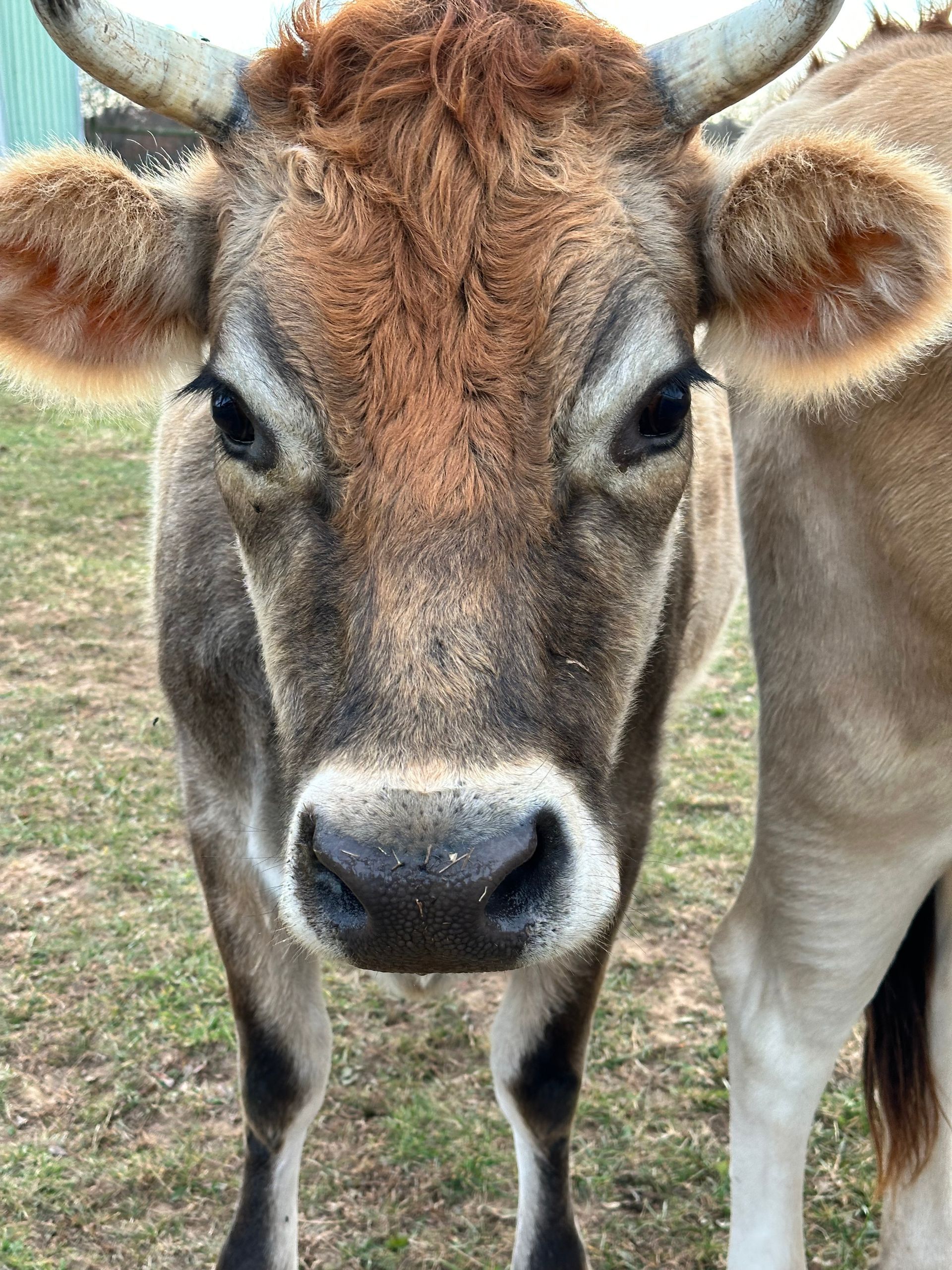 Jersey cow with light brown fur, looking directly at the viewer. It stands outside near another cow.