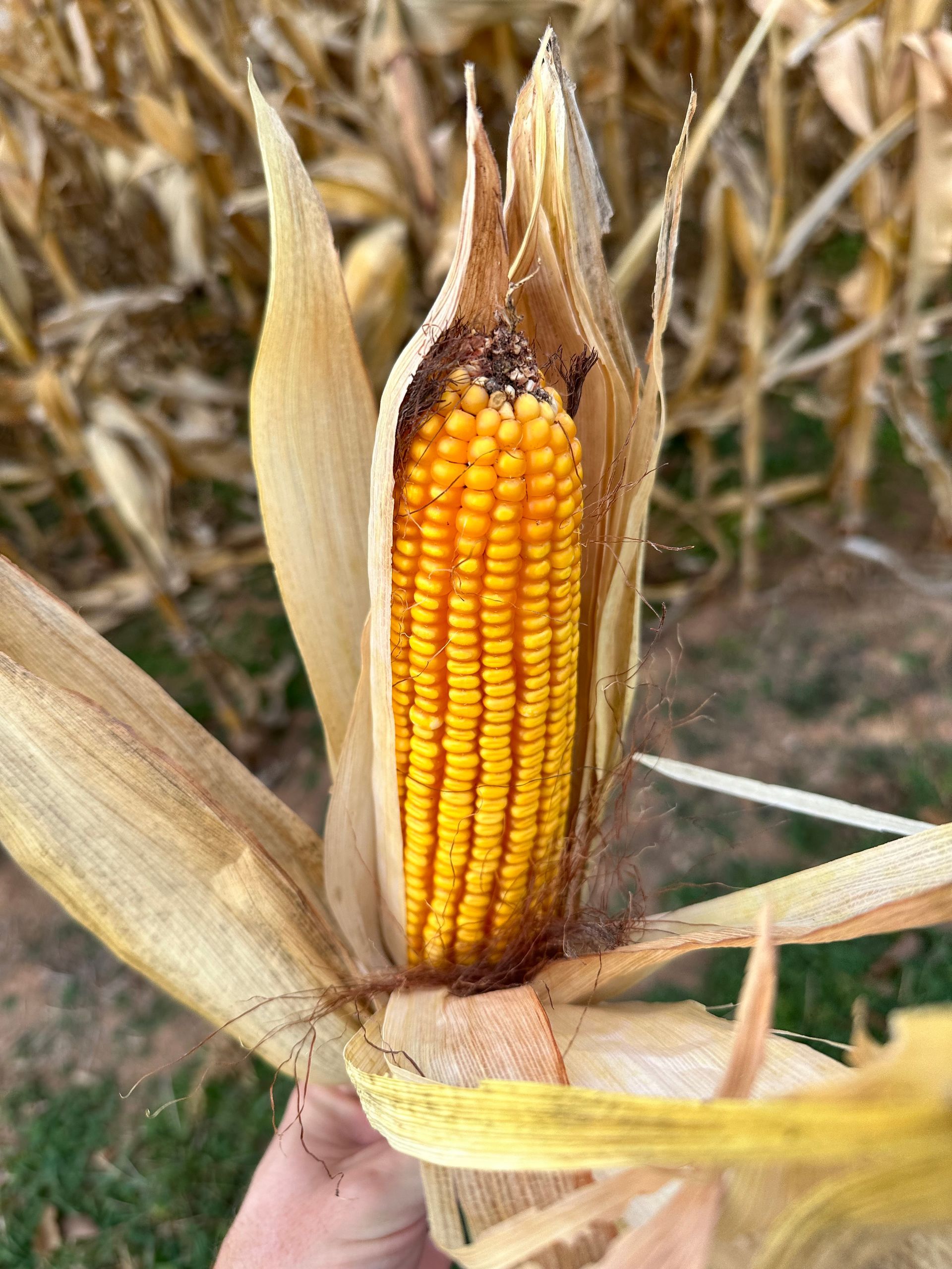 Ear of corn, golden yellow kernels visible, partially husked. Held against a field of dry corn stalks.