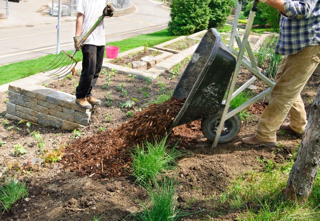shrub care services near you