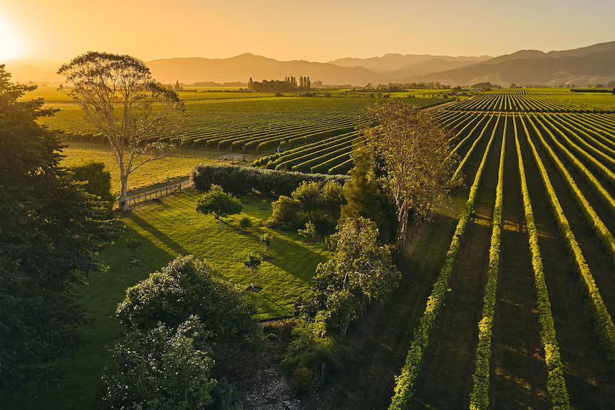 Sunlit vineyard rows stretching into the distance with trees and hills at golden hour