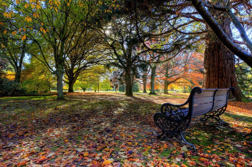 Autumn park with leaf-covered ground, trees arching overhead, and an empty bench in warm sunlight