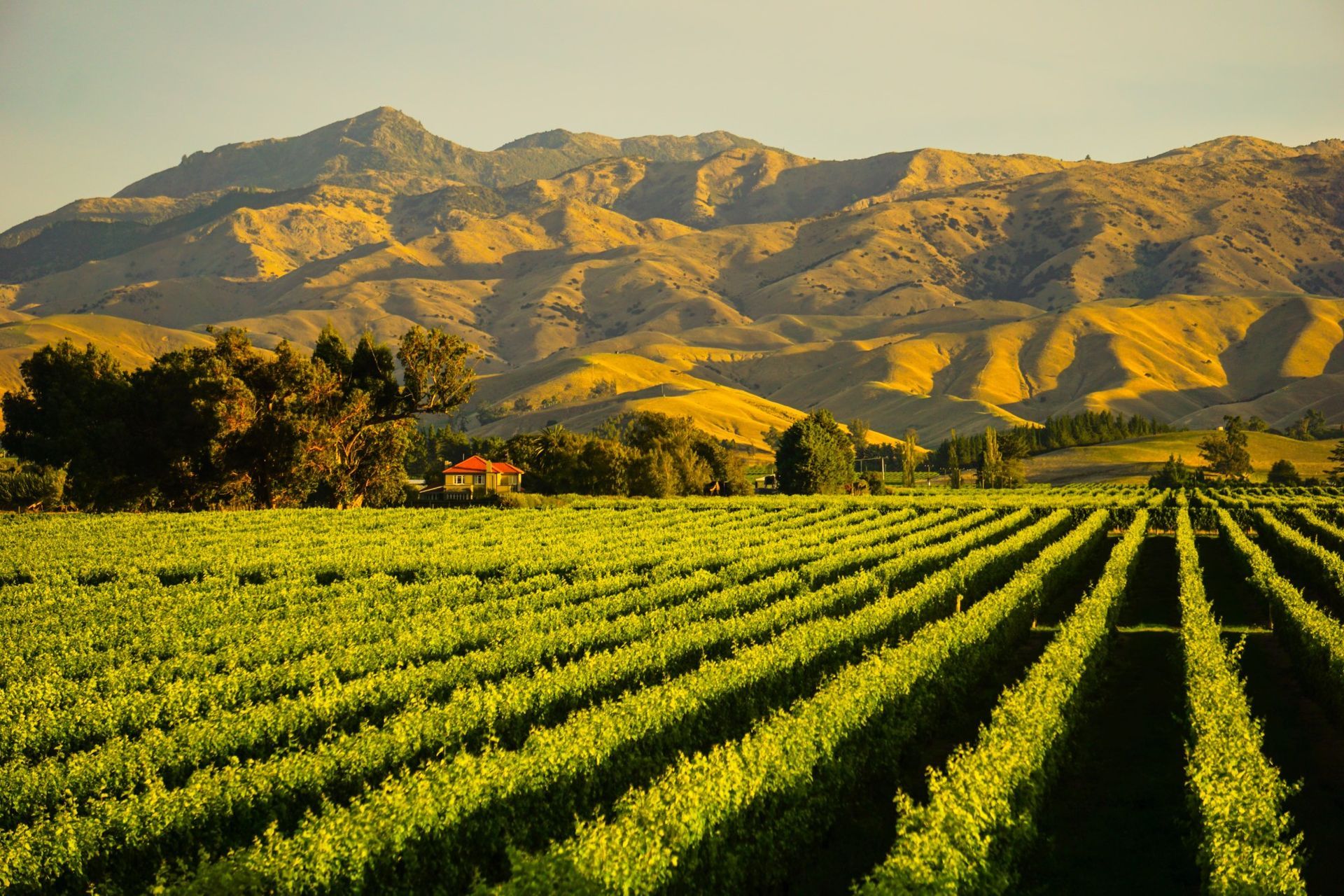 Sunlit vineyard rows leading to golden hills under a clear sky