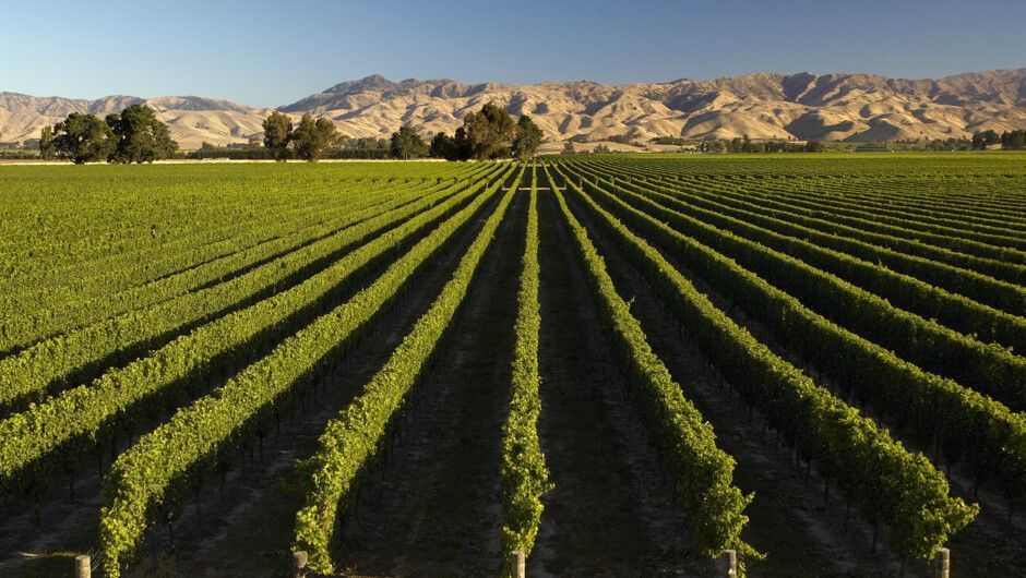 Rows of green crops stretching across a field toward tan mountains under a clear sky.