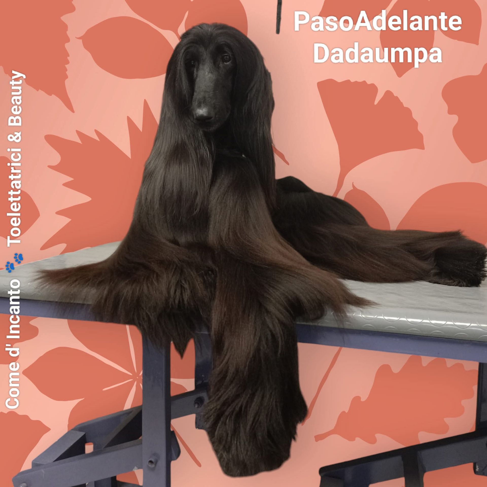 Levriero afgano nero a pelo lungo, posato su un tavolo, con sfondo corallo.