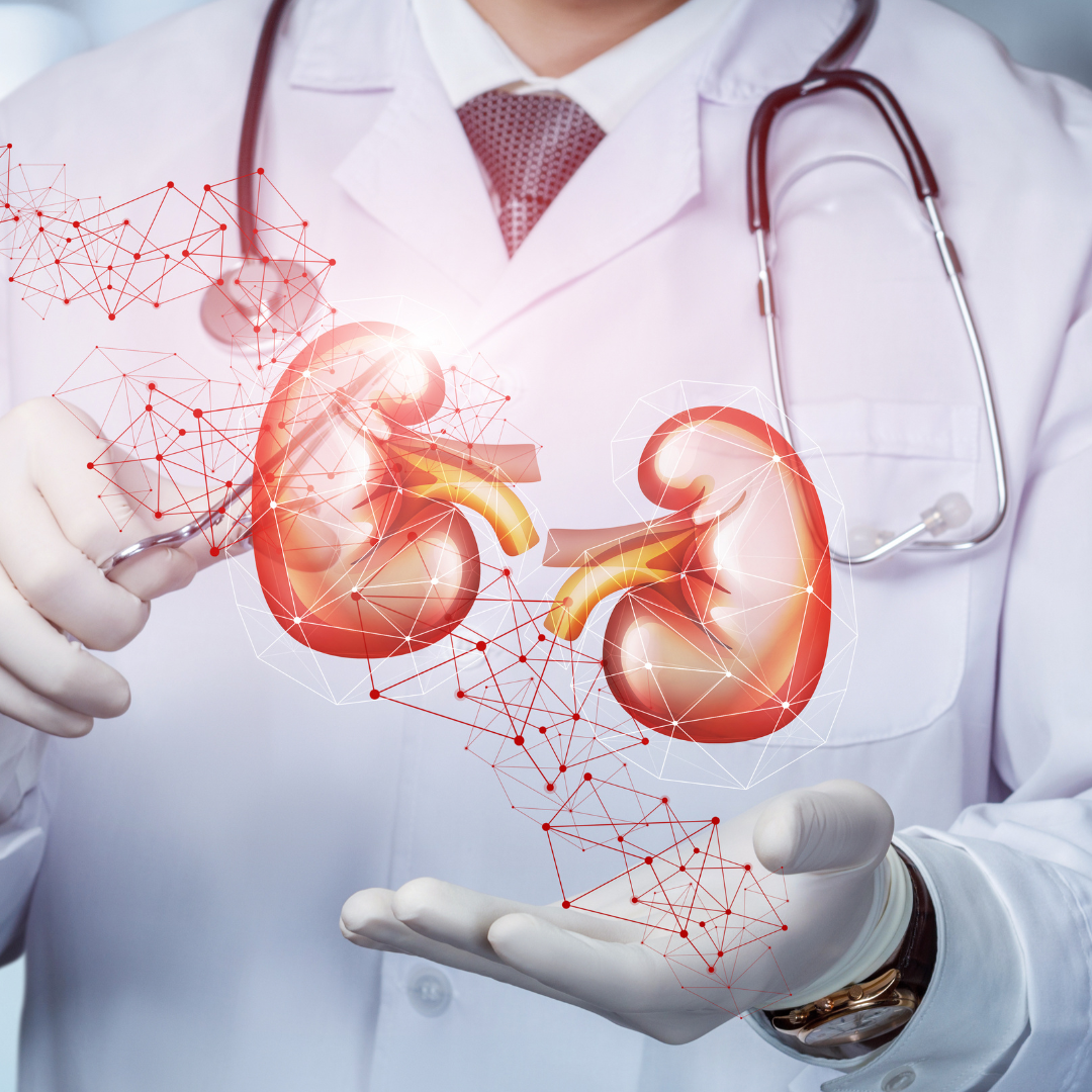 A doctor is holding a pair of kidneys in his hands.