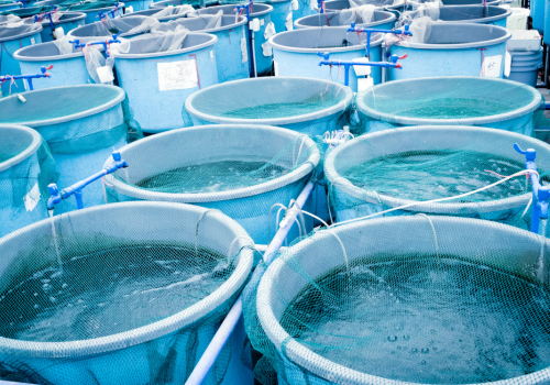 Blue aquaculture tanks filled with water, likely for fish farming.