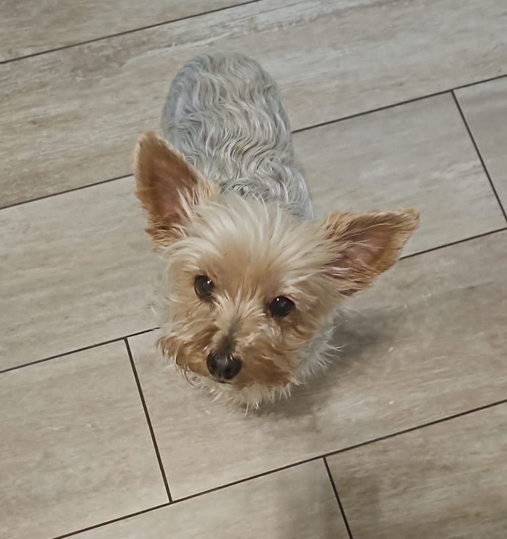 Ein kleiner Hund blickt auf einem gefliesten Boden in die Kamera