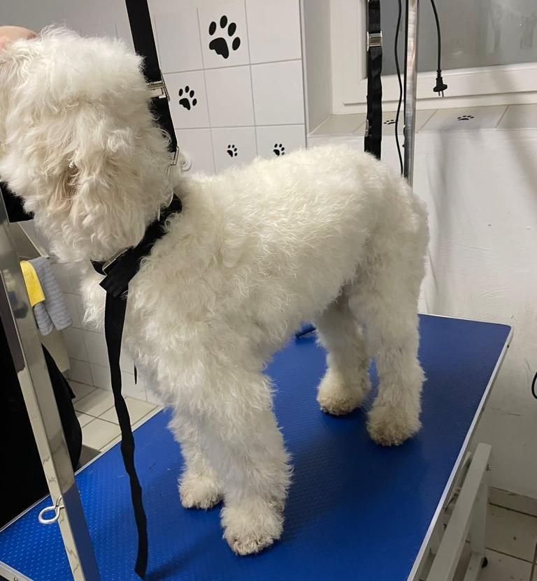 Ein kleiner weißer Hund steht auf einem blauen Tisch