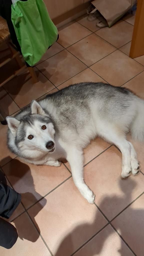 Ein Husky liegt auf einem gefliesten Boden.