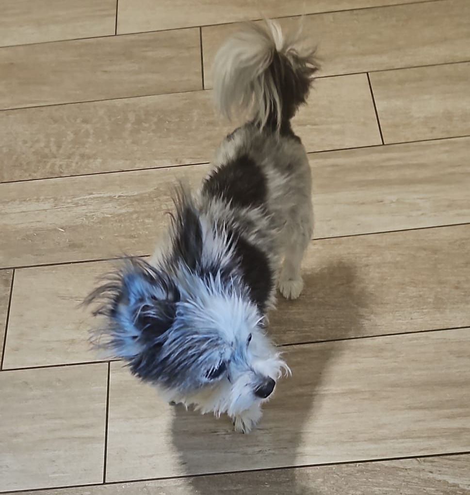Ein kleiner schwarz-weißer Hund, der auf einem Holzboden steht