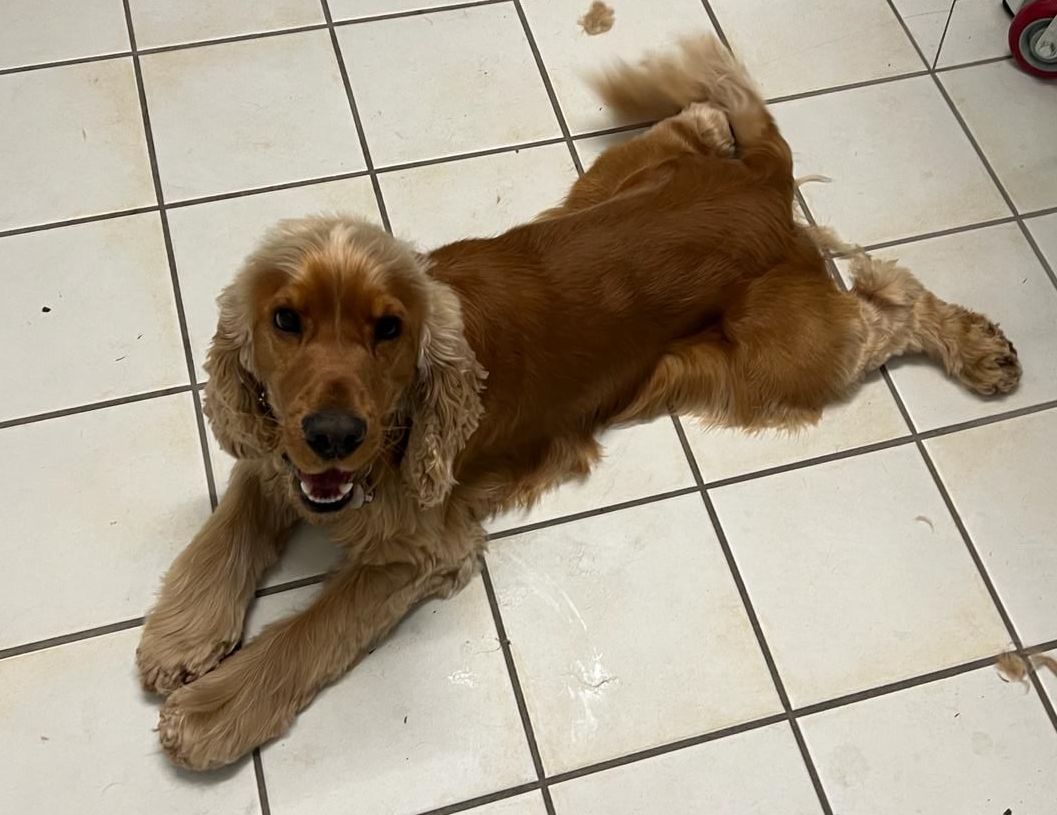Ein Cocker Spaniel liegt auf dem Rücken auf einem gefliesten Boden.