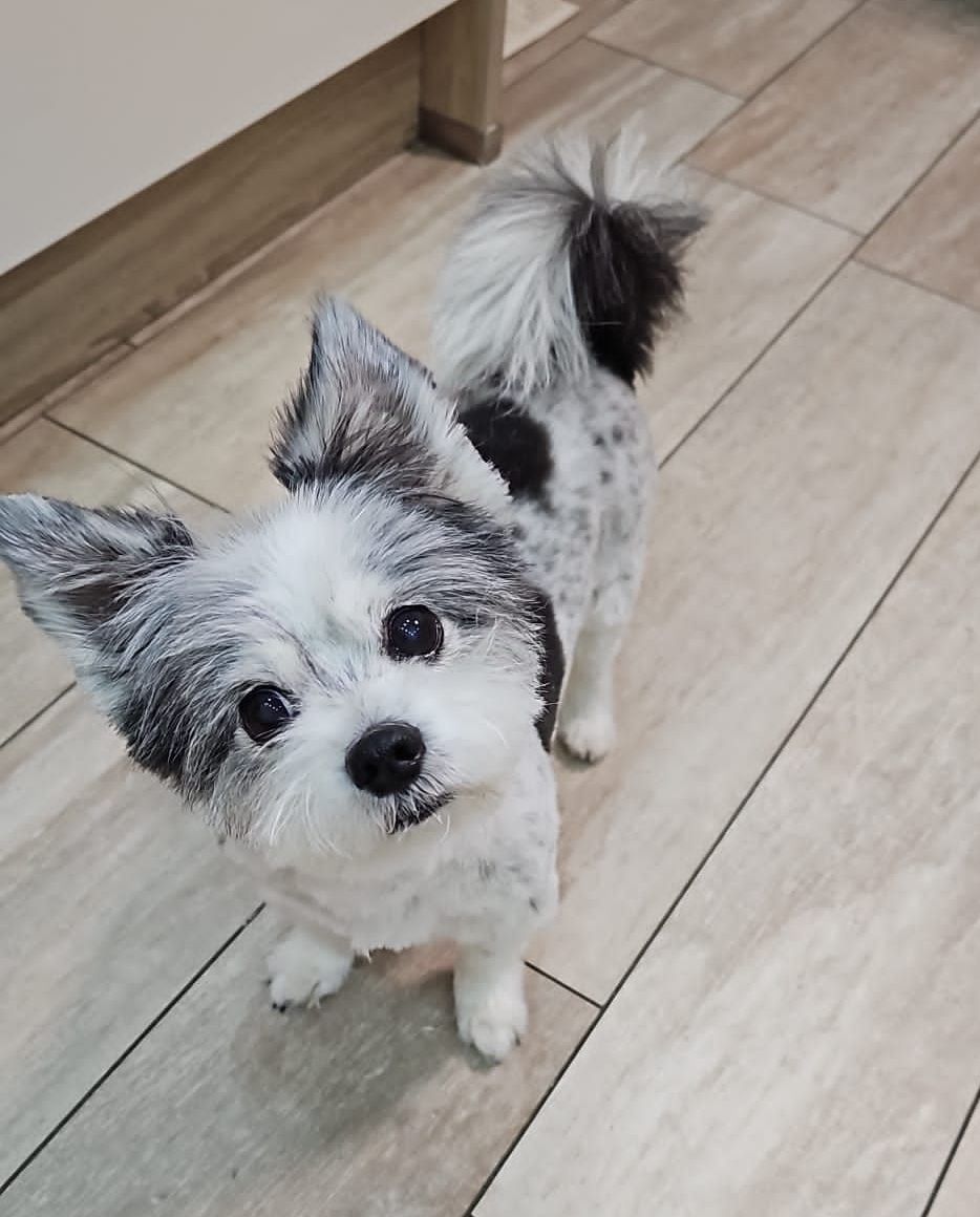 Ein kleiner schwarz-weißer Hund, der auf einem gefliesten Boden steht