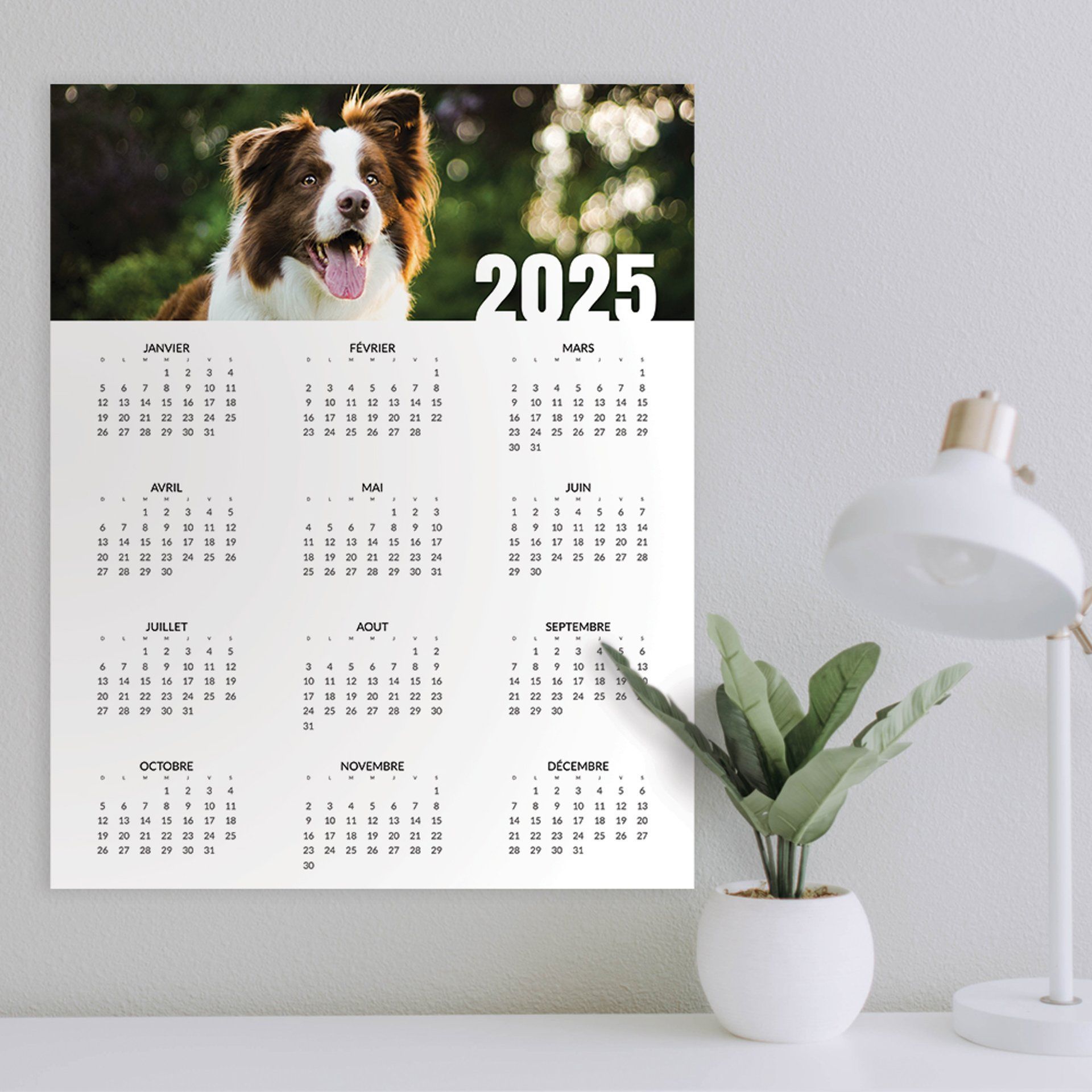Calendrier 2025 avec une photo de chien en haut, accroché à un mur blanc. Bureau avec lampe et plante au premier plan.