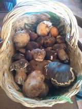 funghi freschi