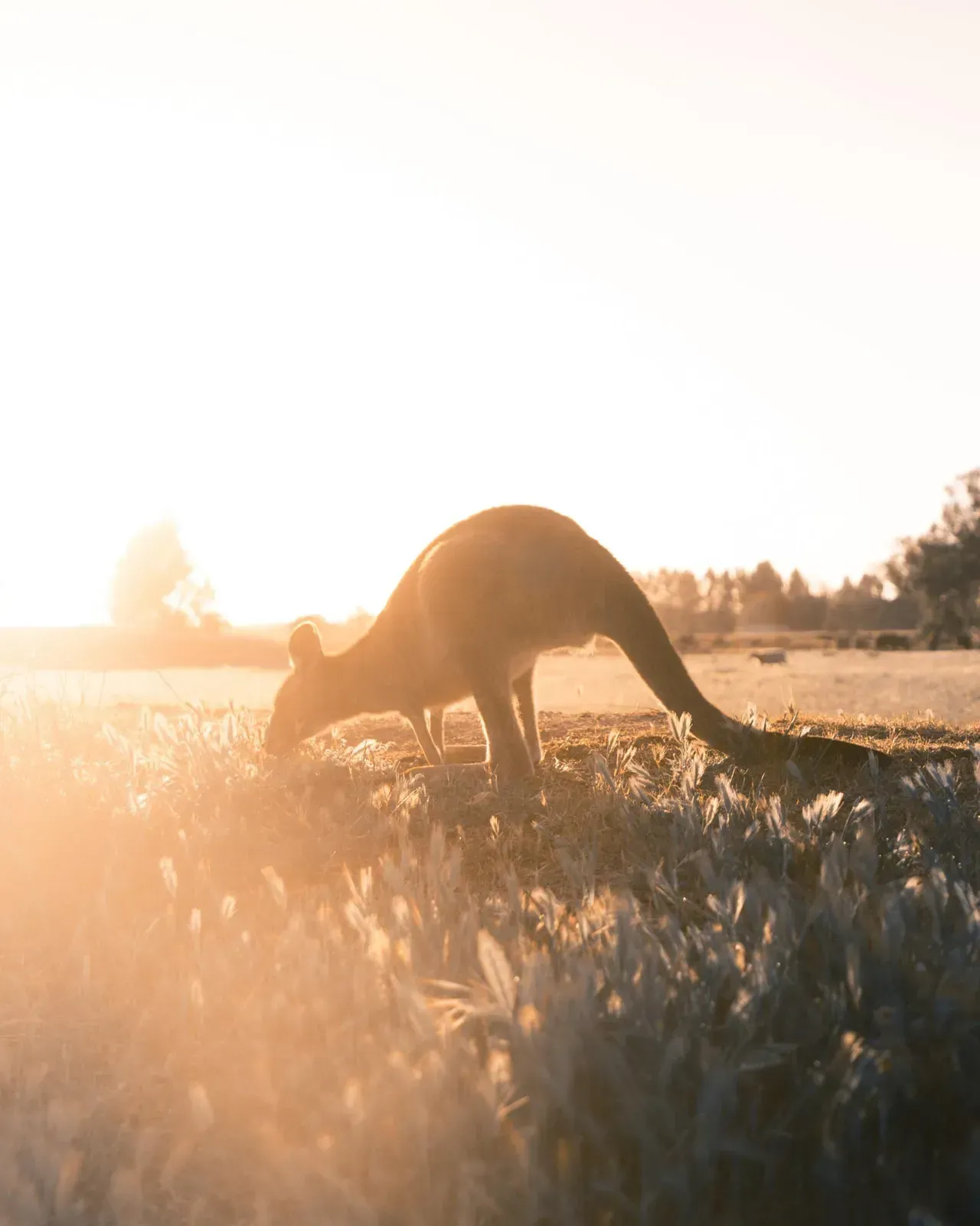 Kangaroo grazing in a field at sunrise, bathed in warm golden light.