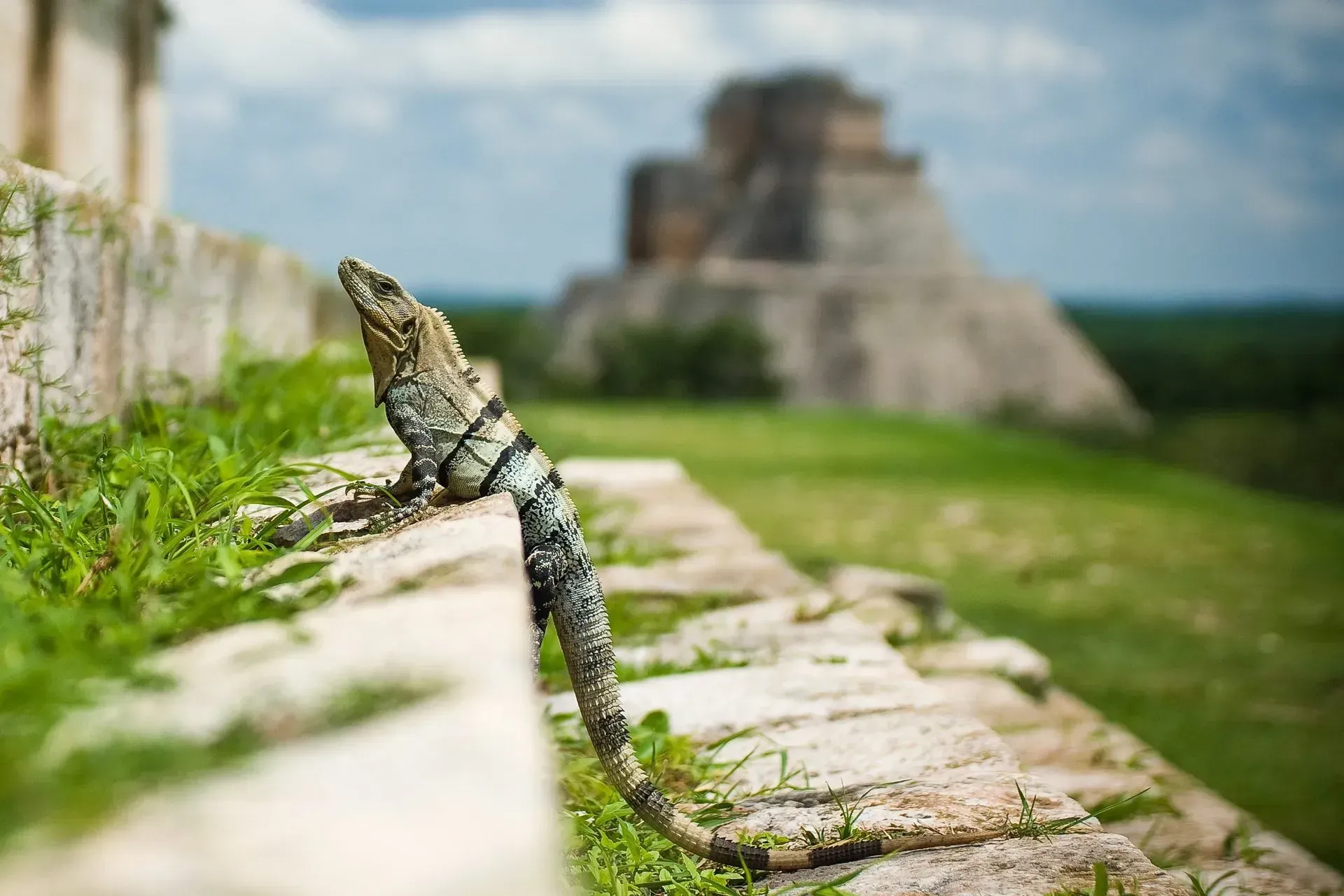 Lizard on ancient stone steps, tail curled; pyramid in background, green grass, blue sky.