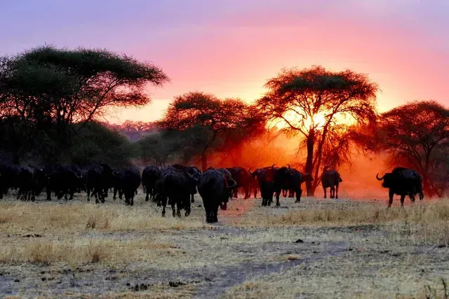 Herd of dark buffalo grazing in a savanna landscape at sunset with orange and purple hues.