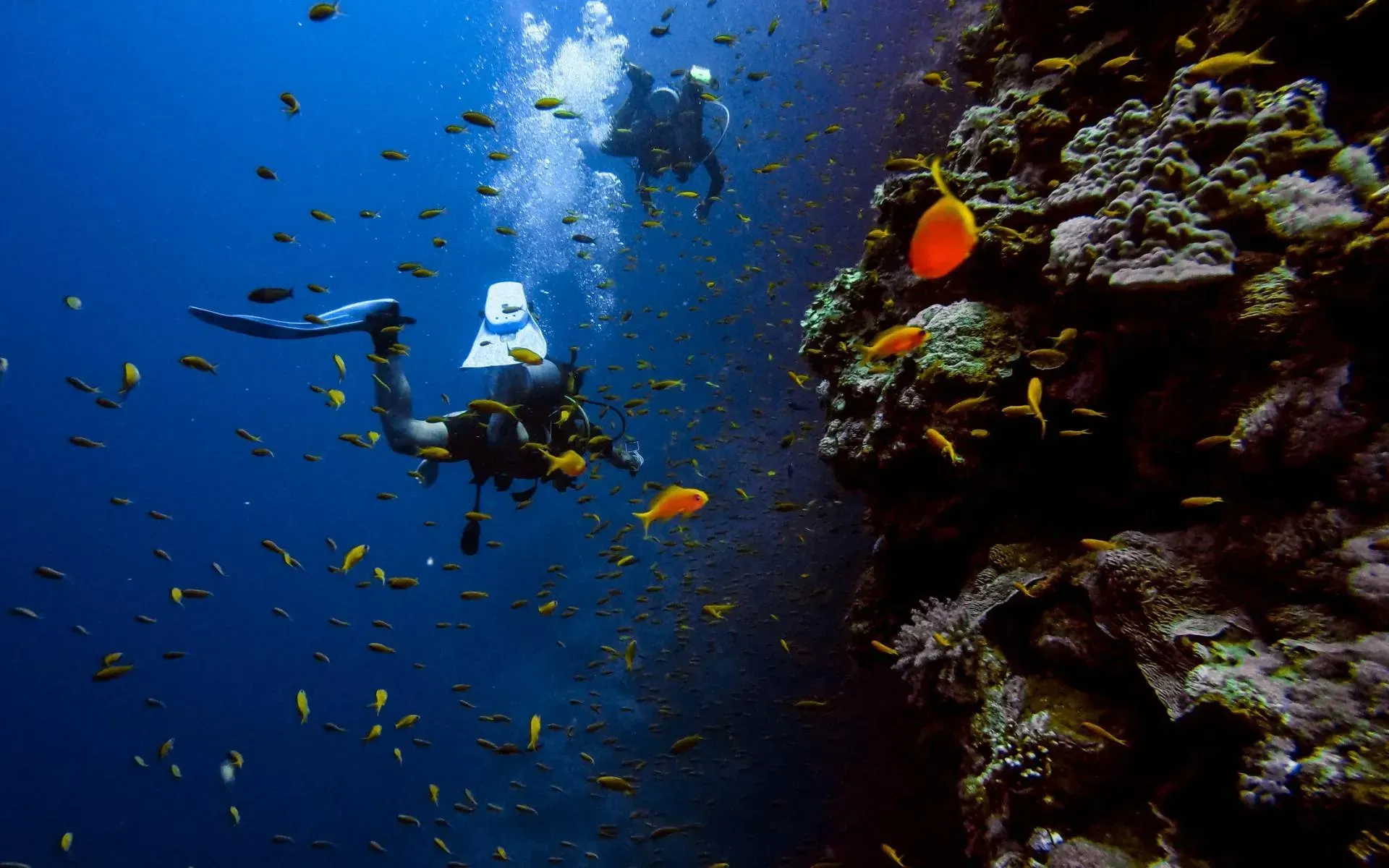 Two scuba divers explore a vibrant coral reef teeming with fish in a deep blue ocean.