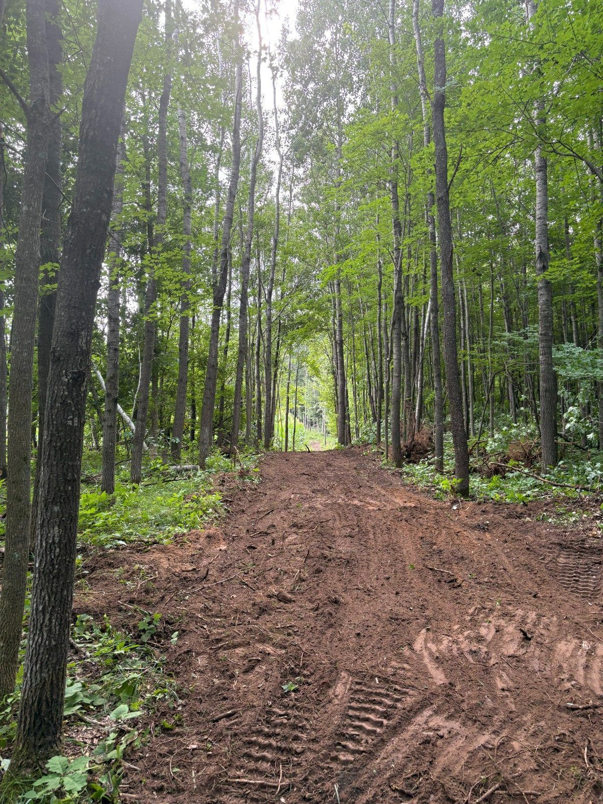 Muddy forest trail lined with tall green trees, leading into the distance