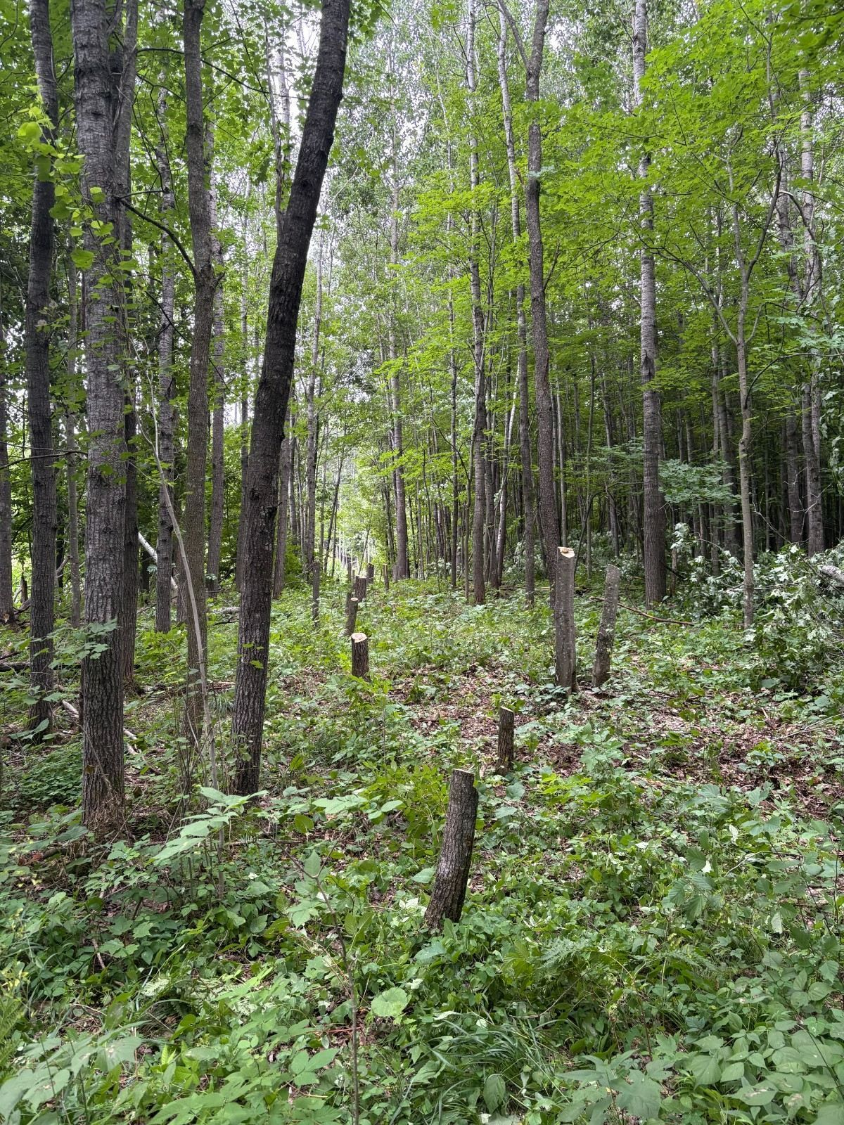 Dense green forest with tall thin trees and leafy undergrowth on a damp, shaded slope