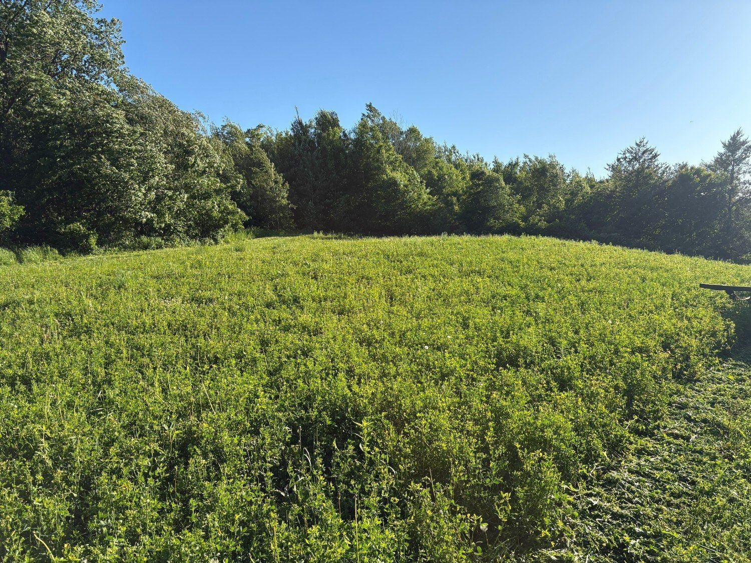 Sunlit green meadow bordered by dense trees under a clear blue sky
