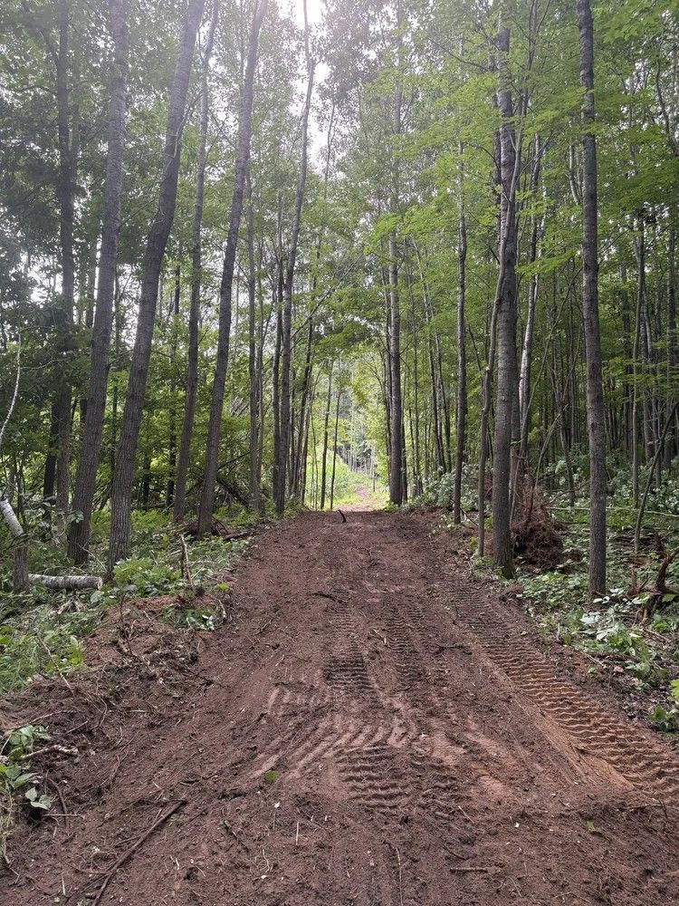 Mud trail through a dense green forest with tall trees and filtered sunlight.