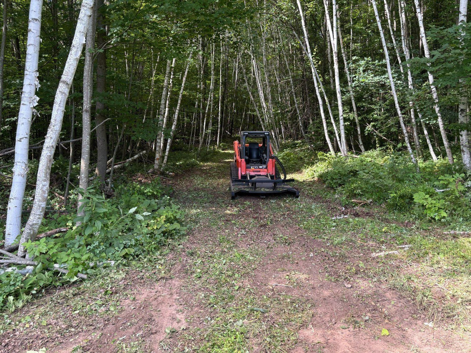 Red skid steer on a muddy forest trail surrounded by white birch trees