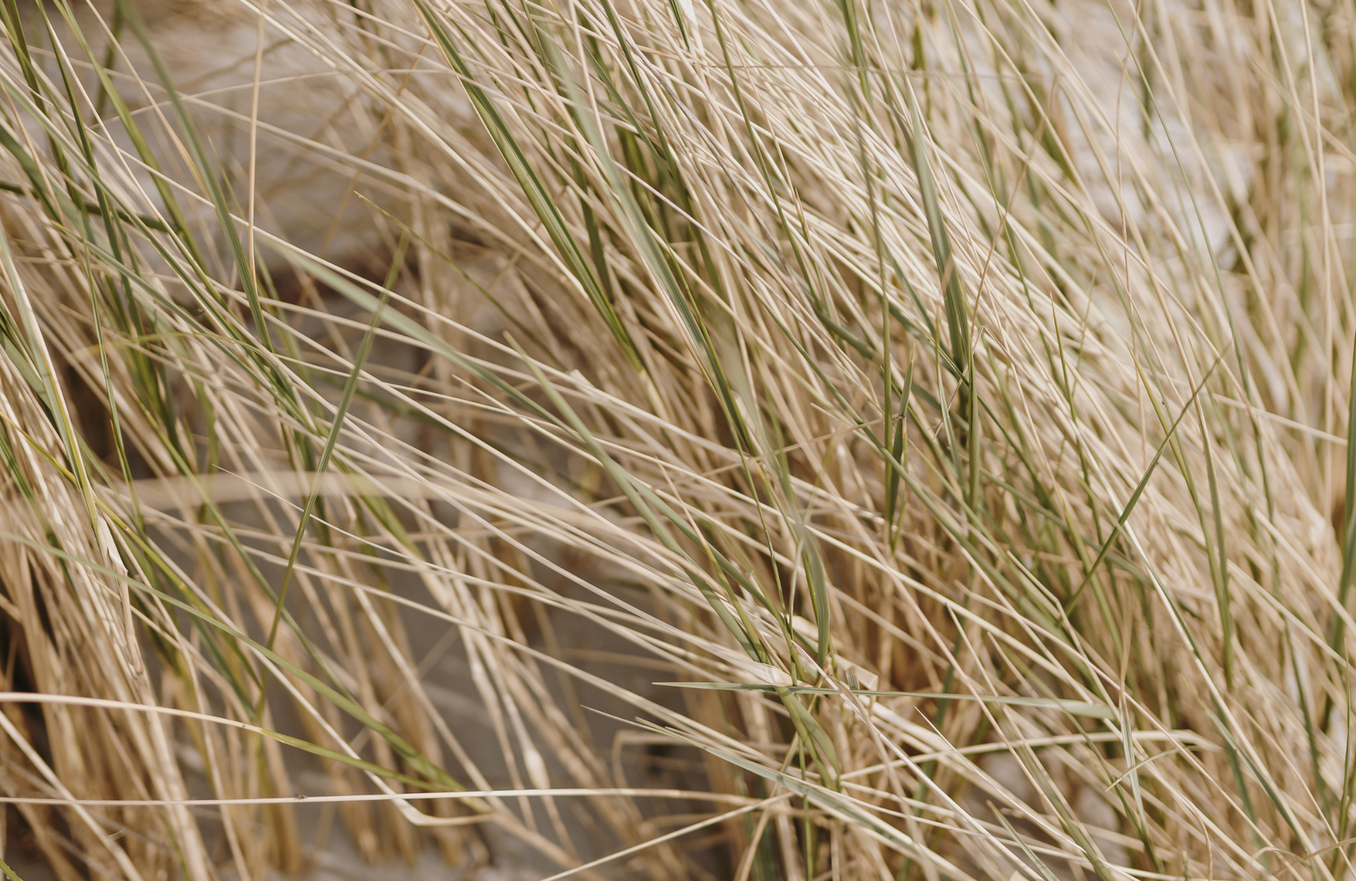 Close-up of dry beige grass blades swaying in a field.