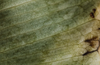 Close-up of a green leaf with visible veins and dark brown damaged spots along the edge