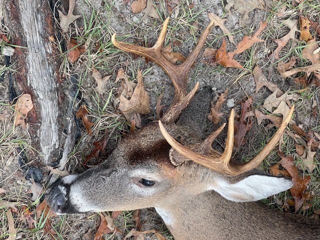 A dead buck with large antlers lies on the ground amidst leaves and a tree trunk.