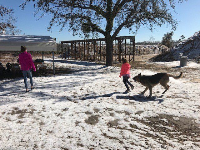 Two girls and a dog playing in the snow in front of a structure and tree on a sunny day.