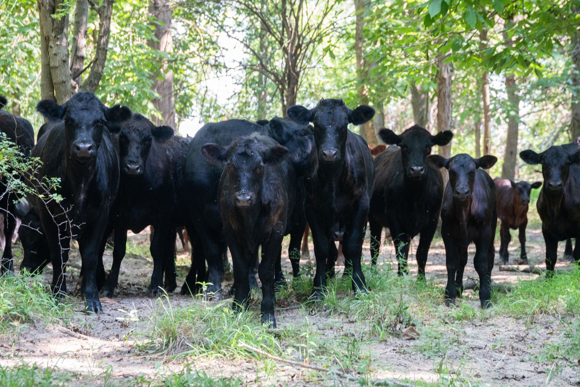 cows