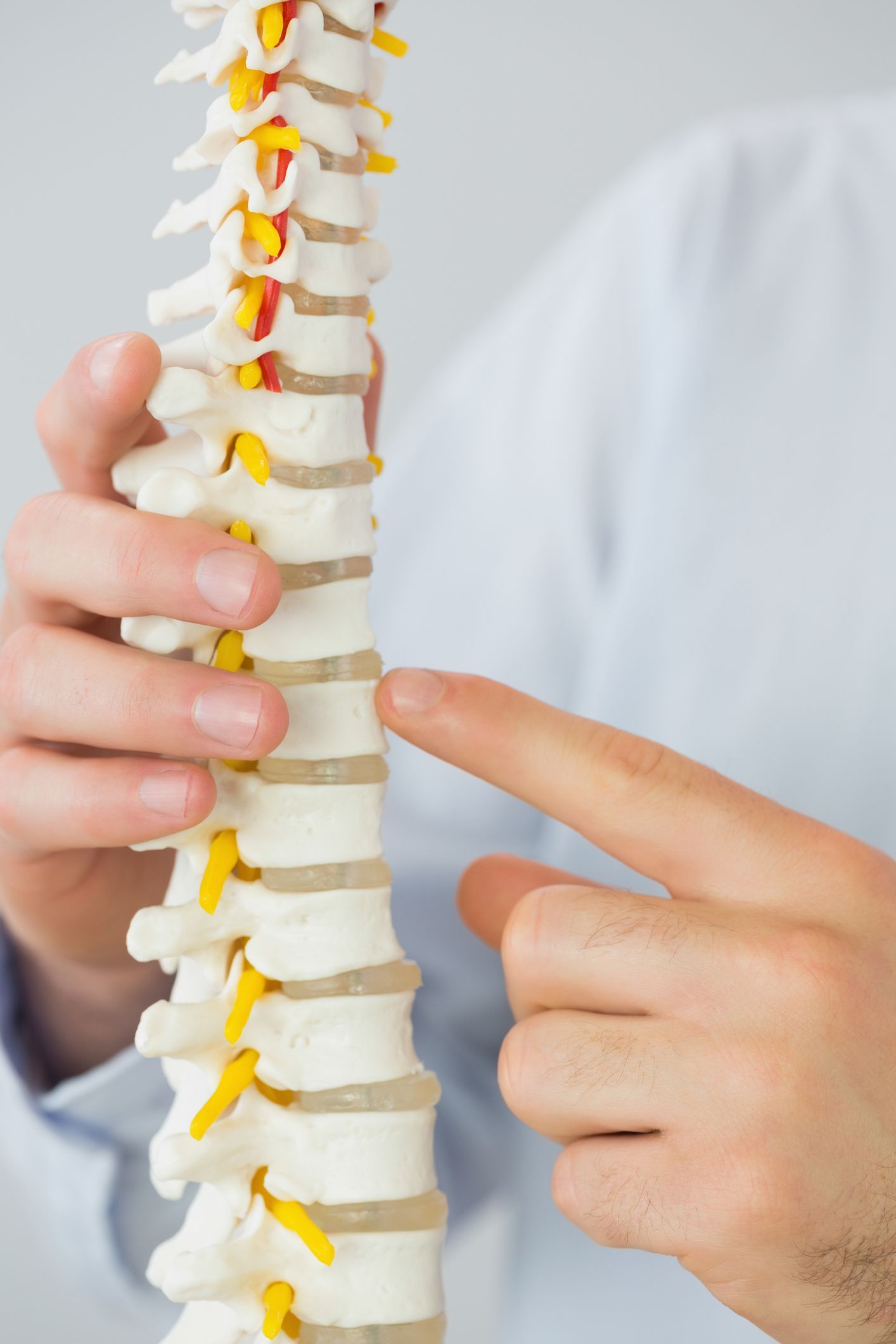 A person is pointing at a model of a spine.