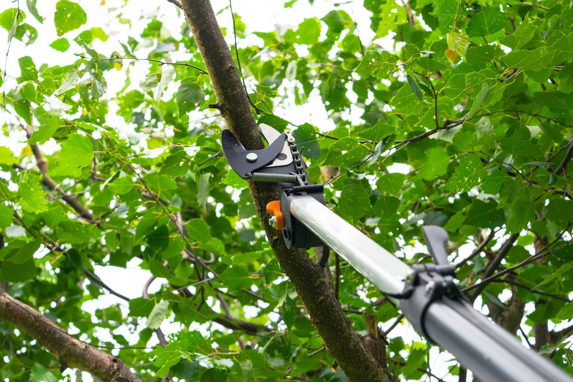 Pruning shears cutting a tree branch among green leaves