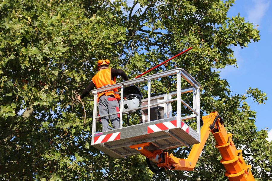 Worker in orange safety gear operating a bucket lift among tree branches under a blue sky Worker in orange safety gear operating a bucket lift among tree branches under a blue sky