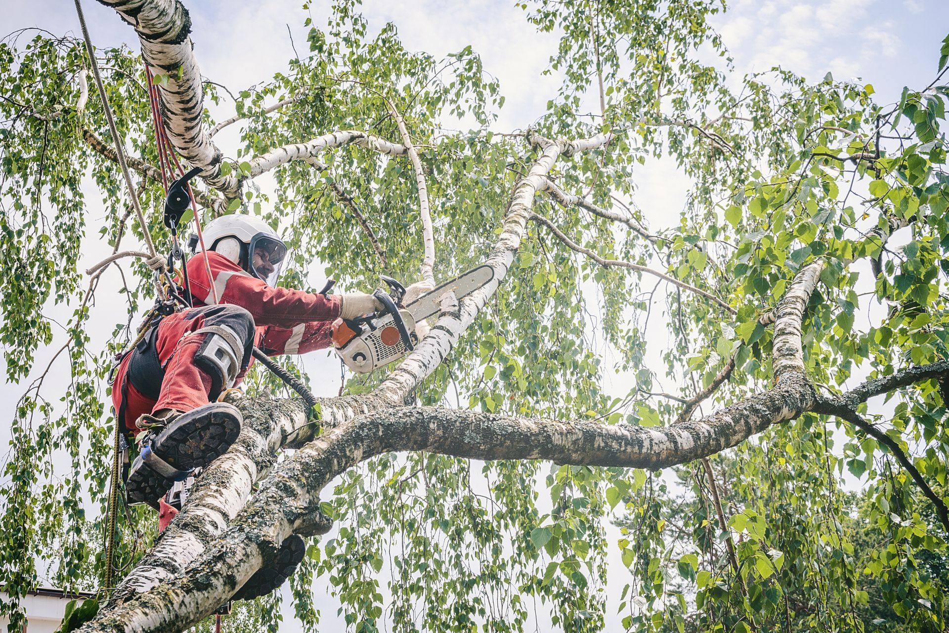 Arborist in red safety gear trimming tree branches with a chainsaw high in a leafy tree